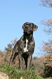 CANE CORSO 975